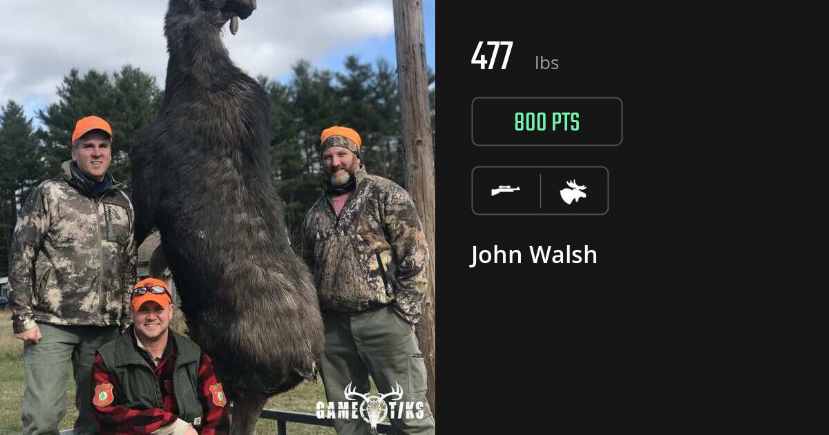 Moose harvest on Gametiks