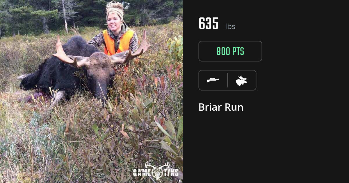 Moose harvest on Gametiks