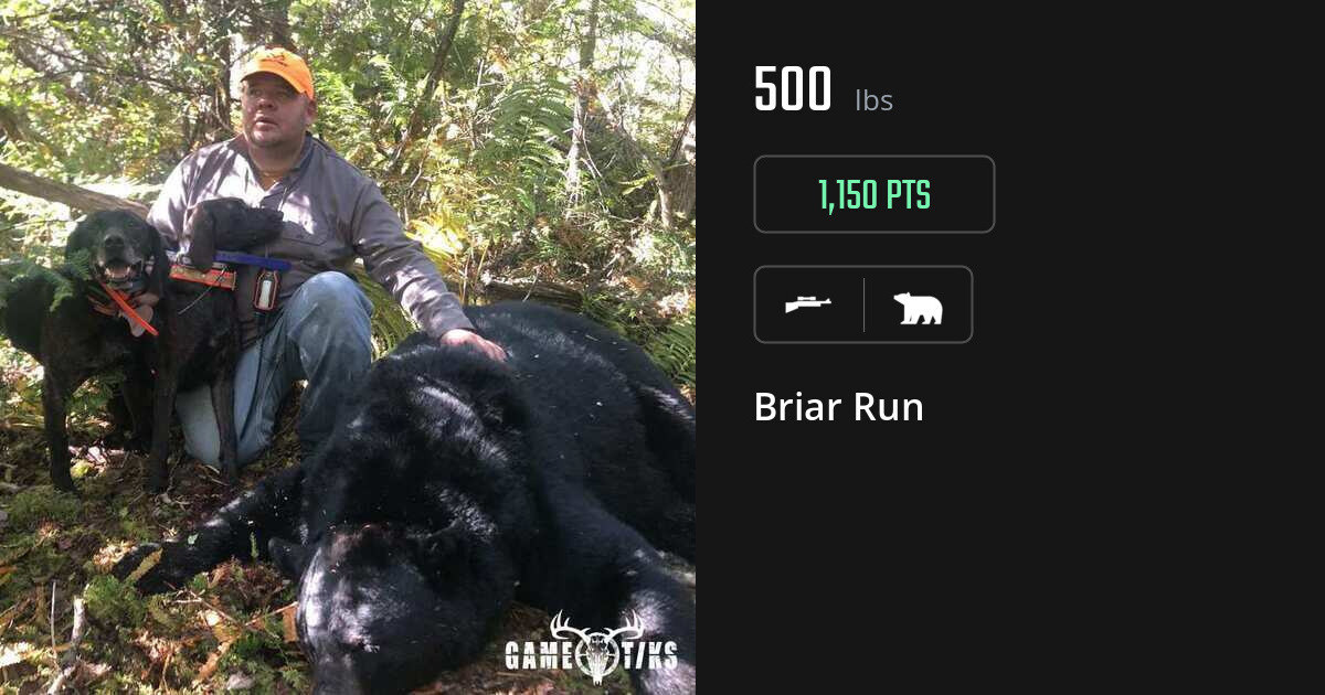 Bear harvest on Gametiks