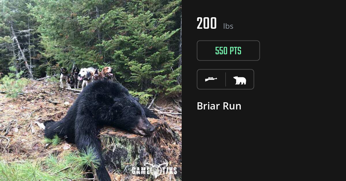 Bear harvest on Gametiks