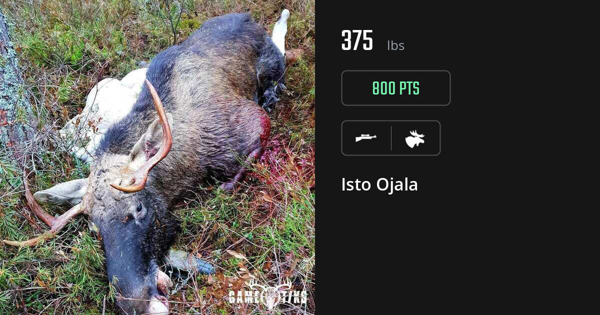 Moose harvest on Gametiks
