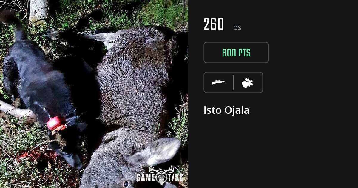 Moose harvest on Gametiks