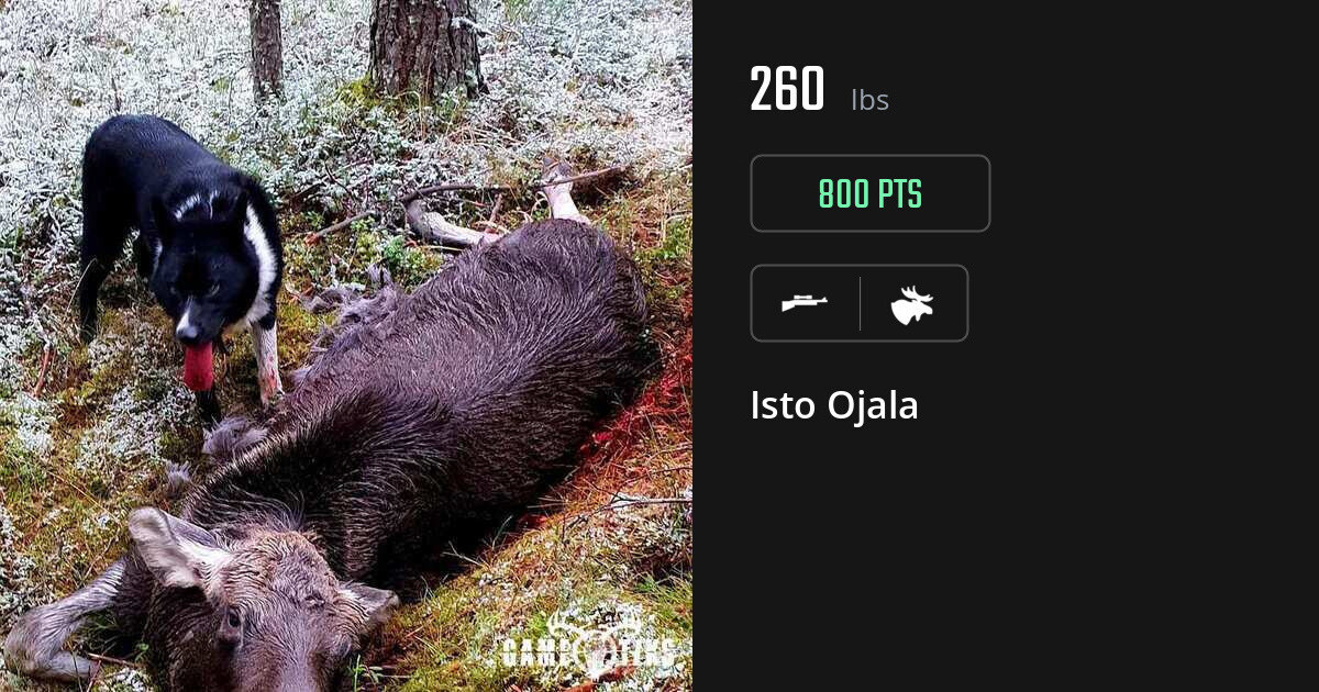 Moose harvest on Gametiks