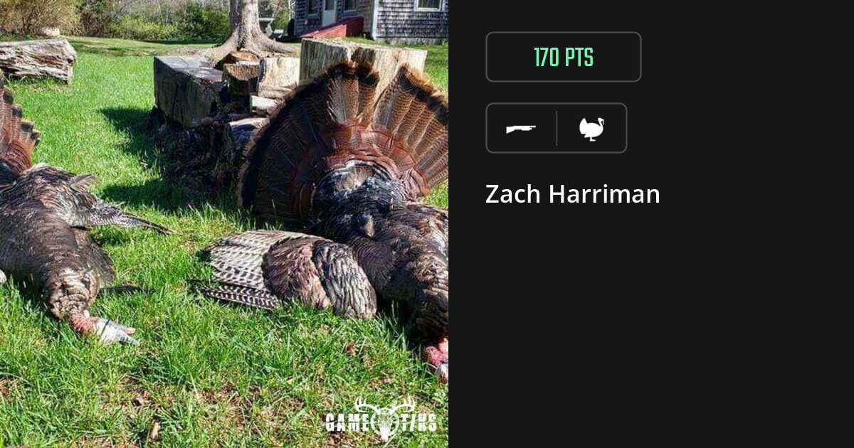 Turkey harvest on Gametiks