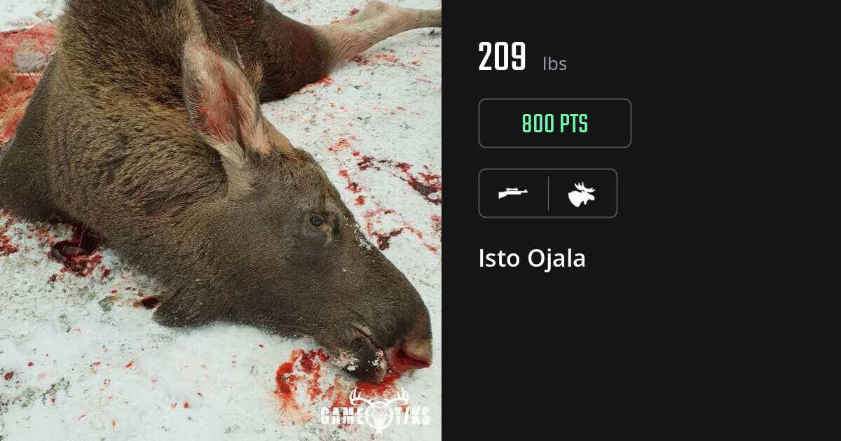 Moose harvest on Gametiks