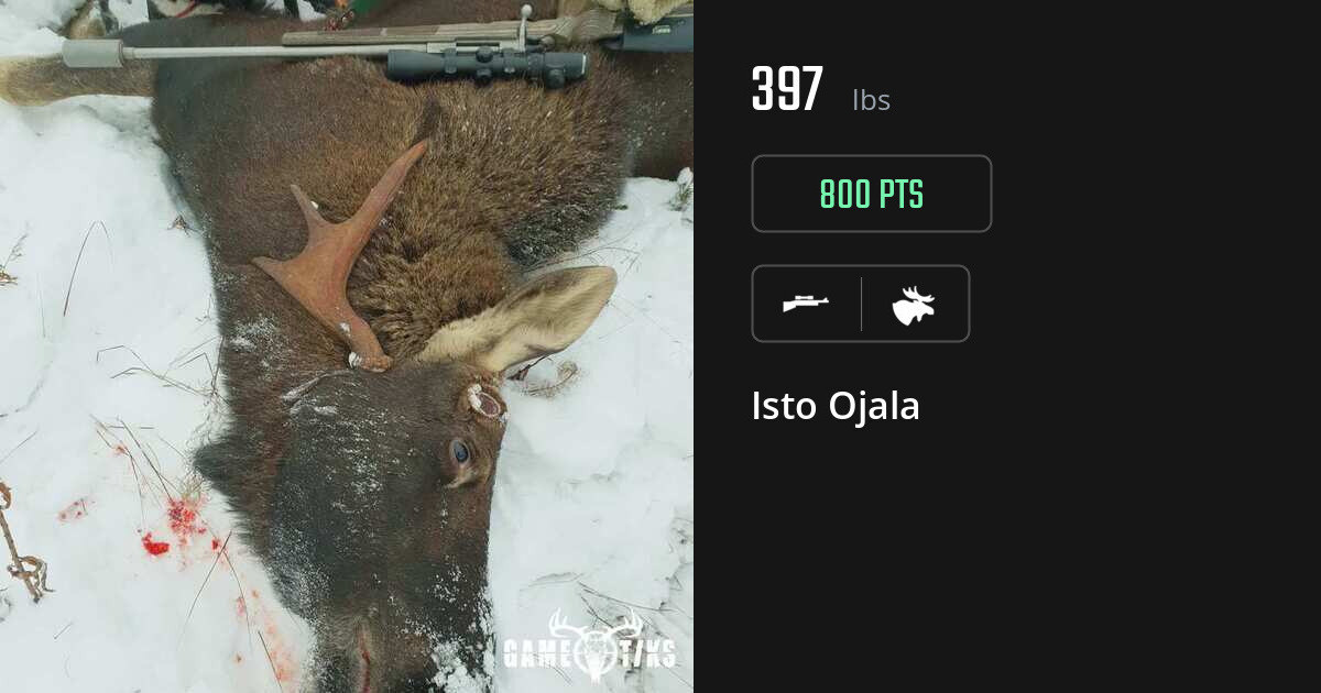 Moose harvest on Gametiks