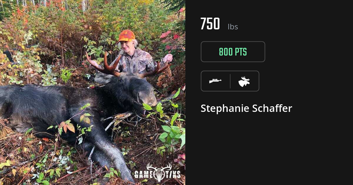 Moose harvest on Gametiks