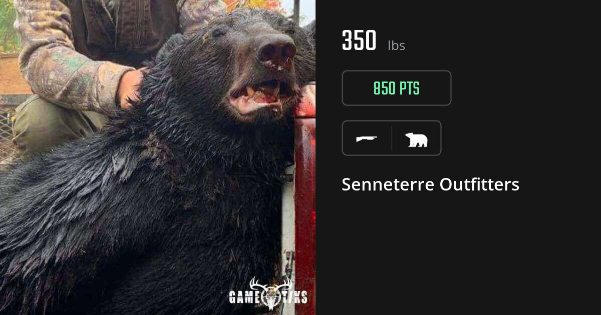 bear harvest by Senneterre Outfitters