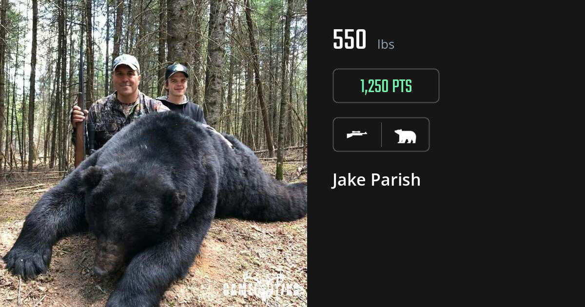 bear harvest by Jake Parish