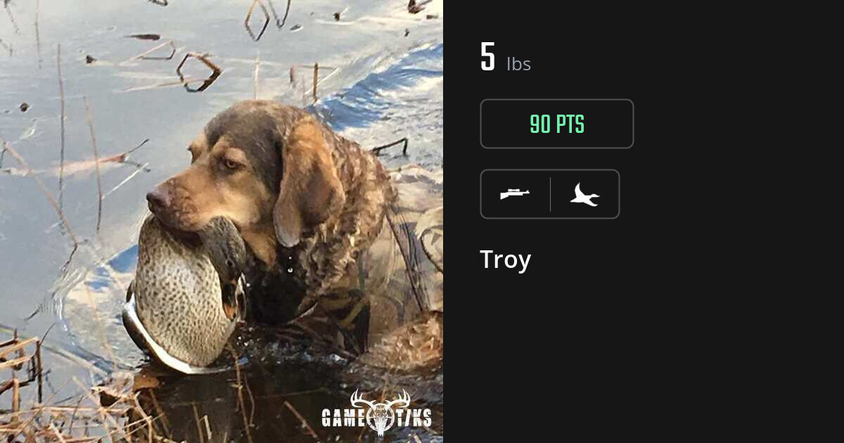 waterfowl harvest by Troy