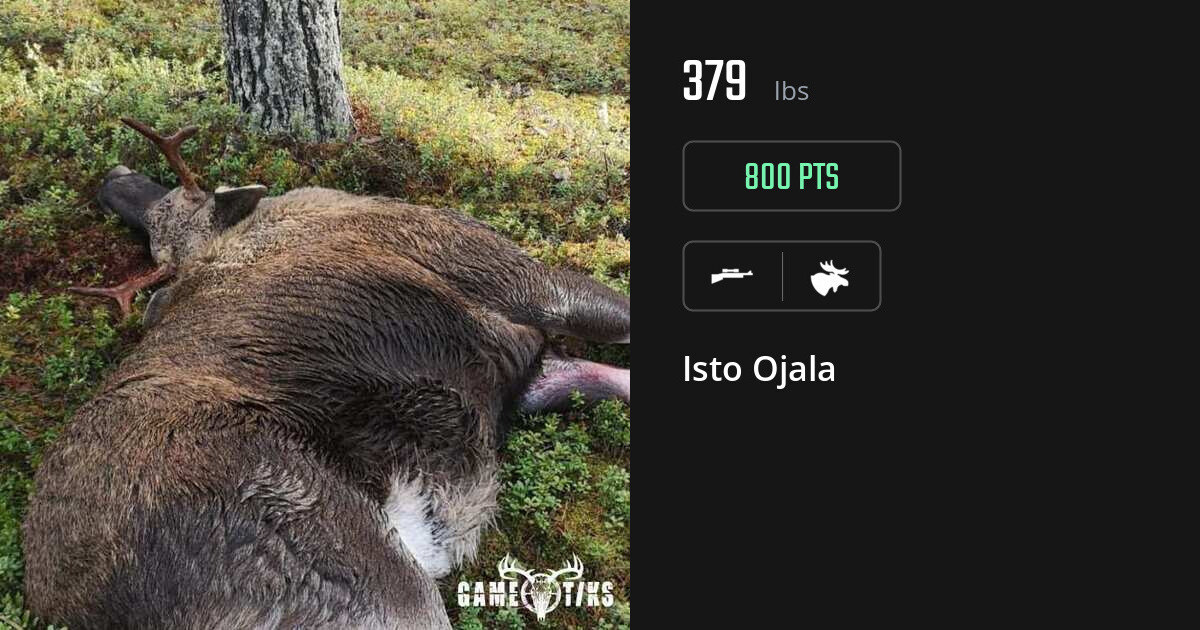 moose harvest by Isto Ojala
