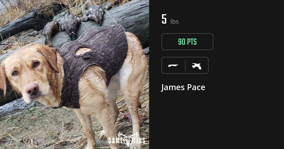 Upland bird harvest on Gametiks