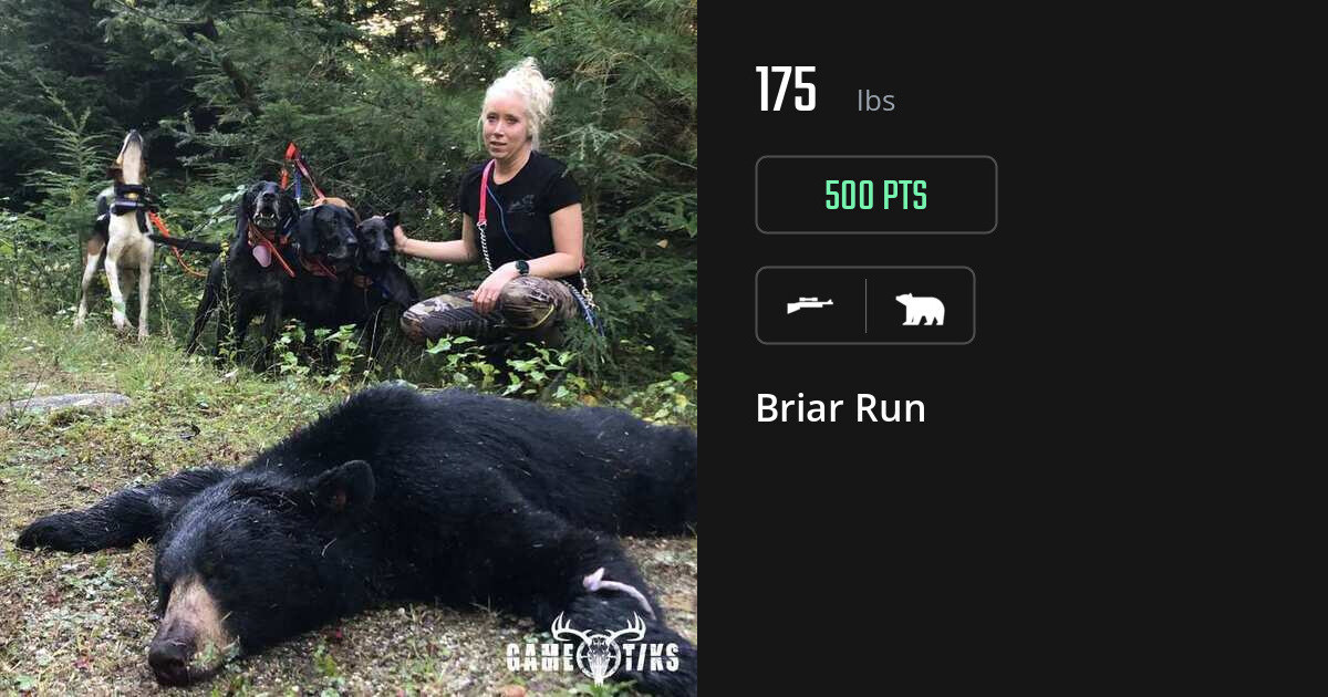 Bear harvest on Gametiks