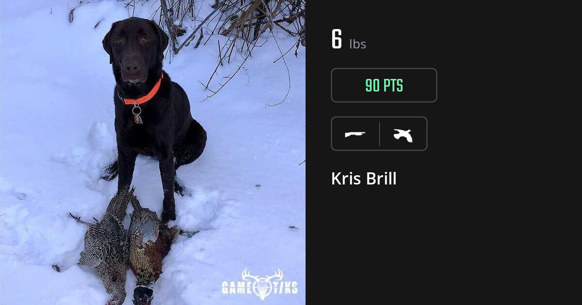 Upland bird harvest on Gametiks