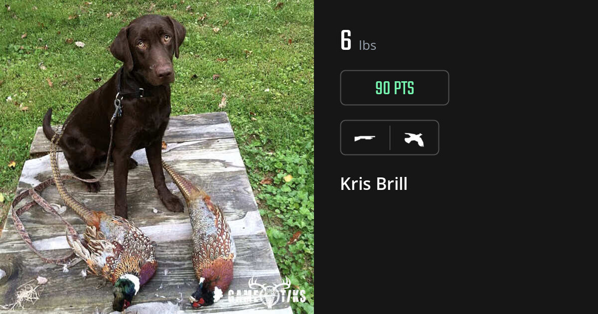 Upland bird harvest on Gametiks