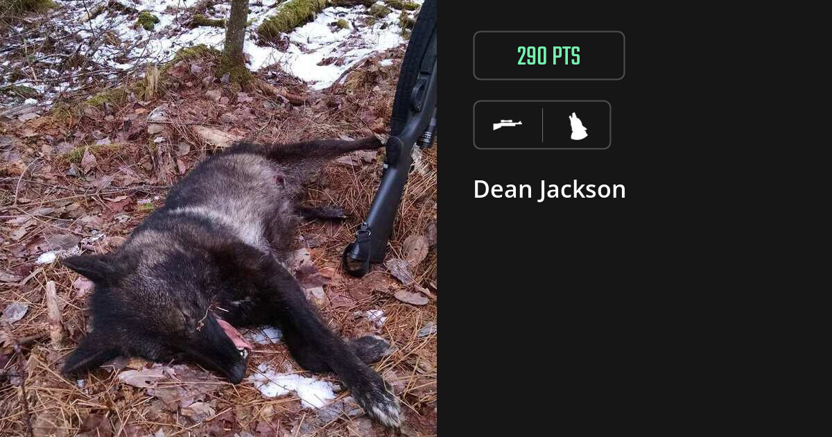 canine harvest by Dean Jackson