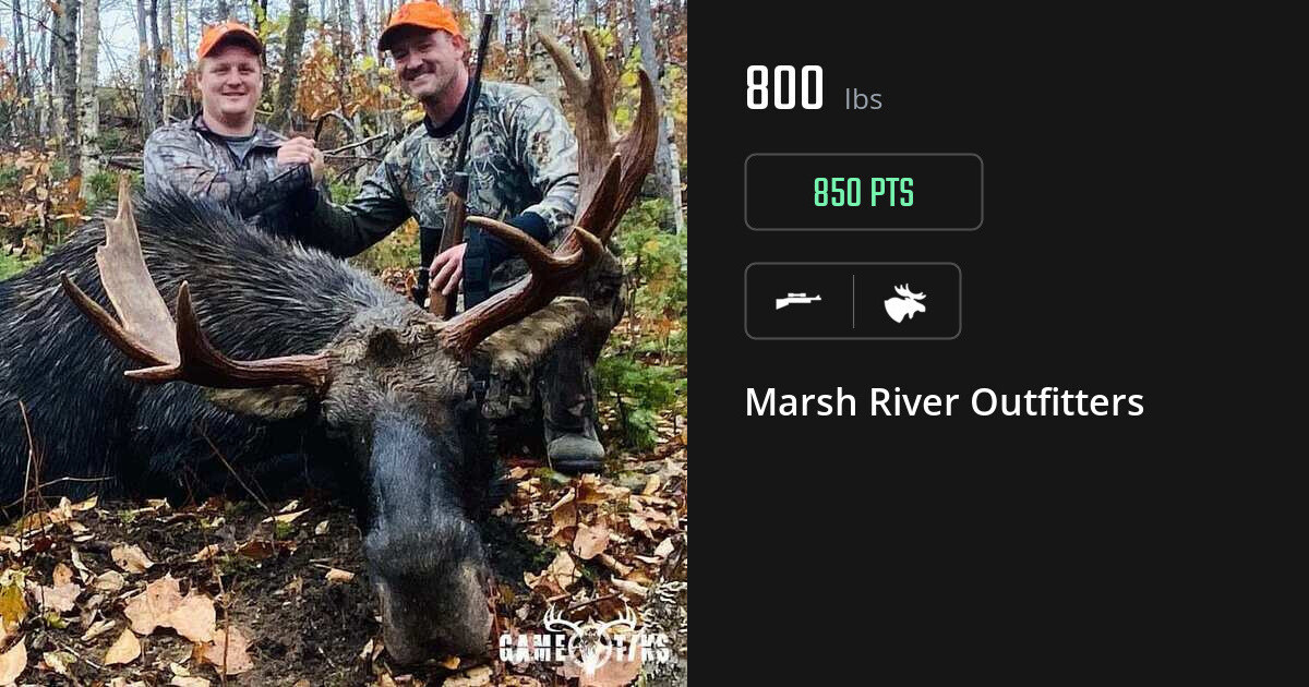 Moose harvest on Gametiks