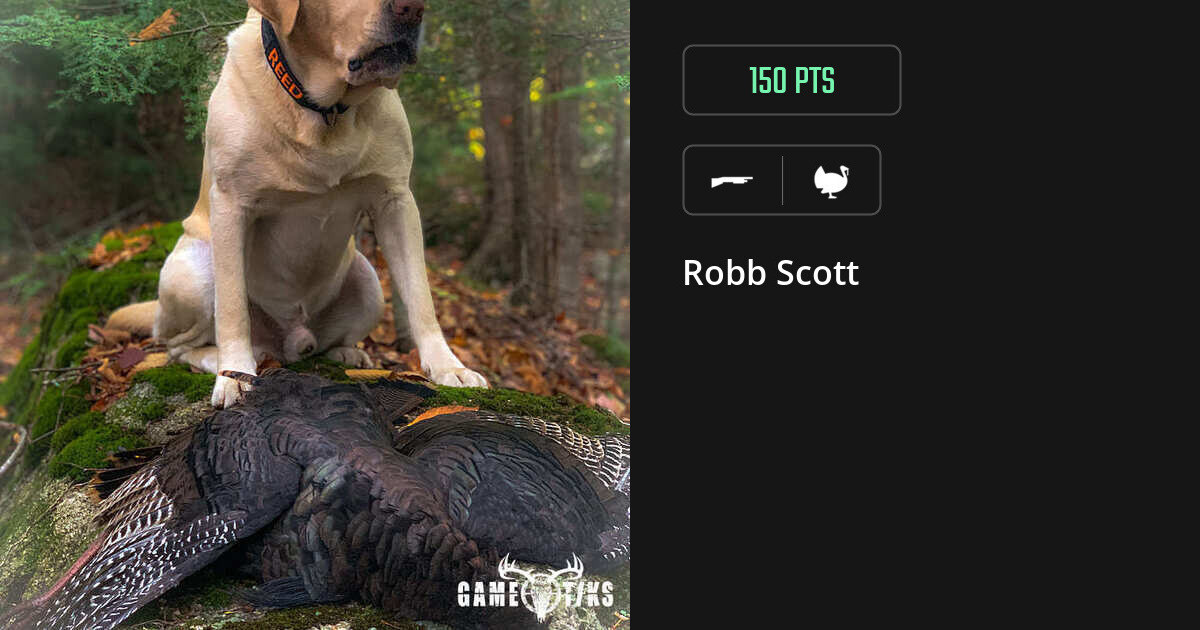 turkey harvest by Robb Scott