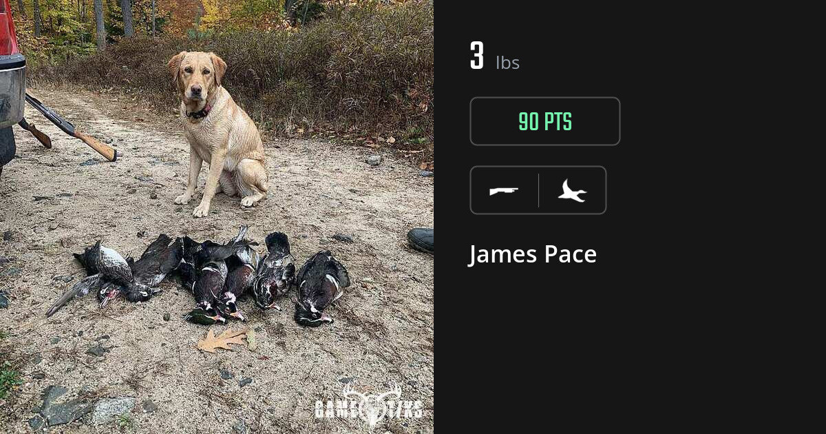 waterfowl harvest by James Pace