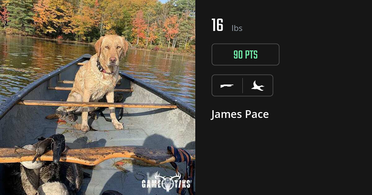 waterfowl harvest by James Pace