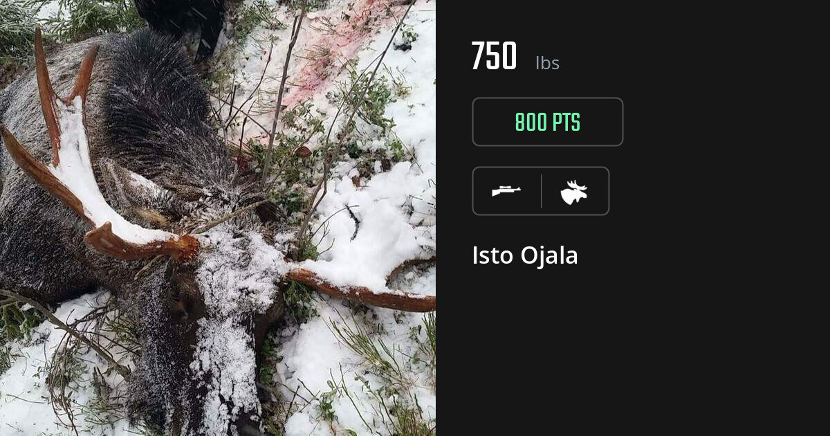 Moose harvest on Gametiks