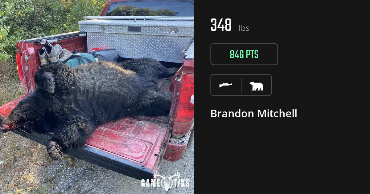 Bear harvest on Gametiks