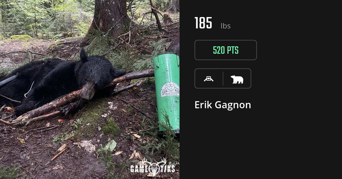 Bear harvest on Gametiks