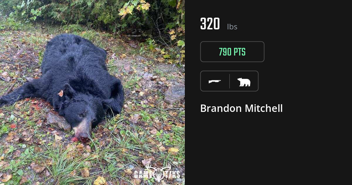 Bear harvest on Gametiks
