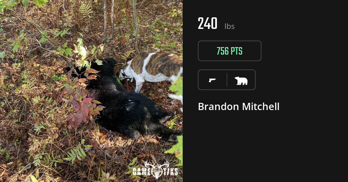 Bear harvest on Gametiks