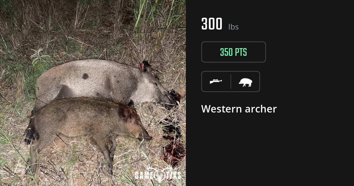 boar harvest by Western archer