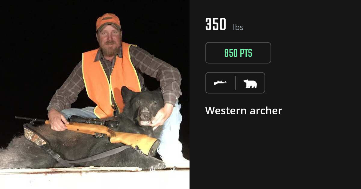 bear harvest by Western archer