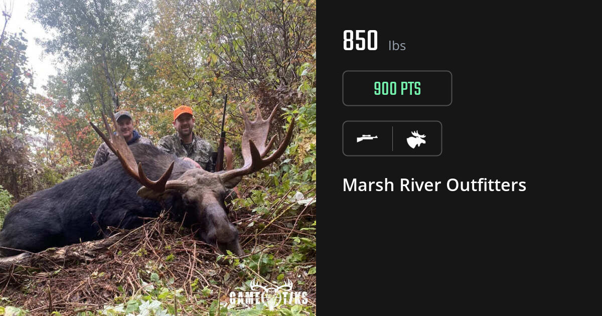 Moose harvest on Gametiks