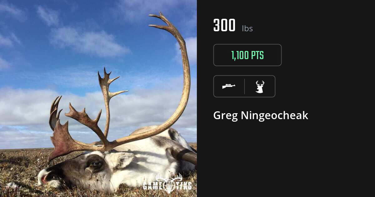 deer harvest by Greg Ningeocheak