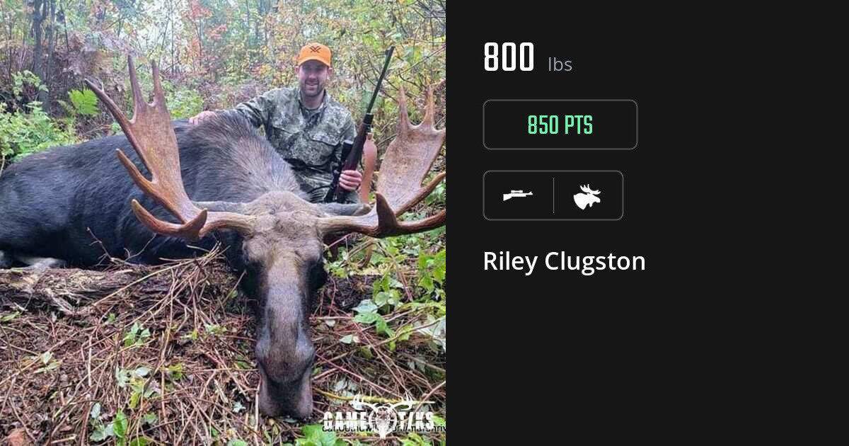 moose harvest by Riley Clugston