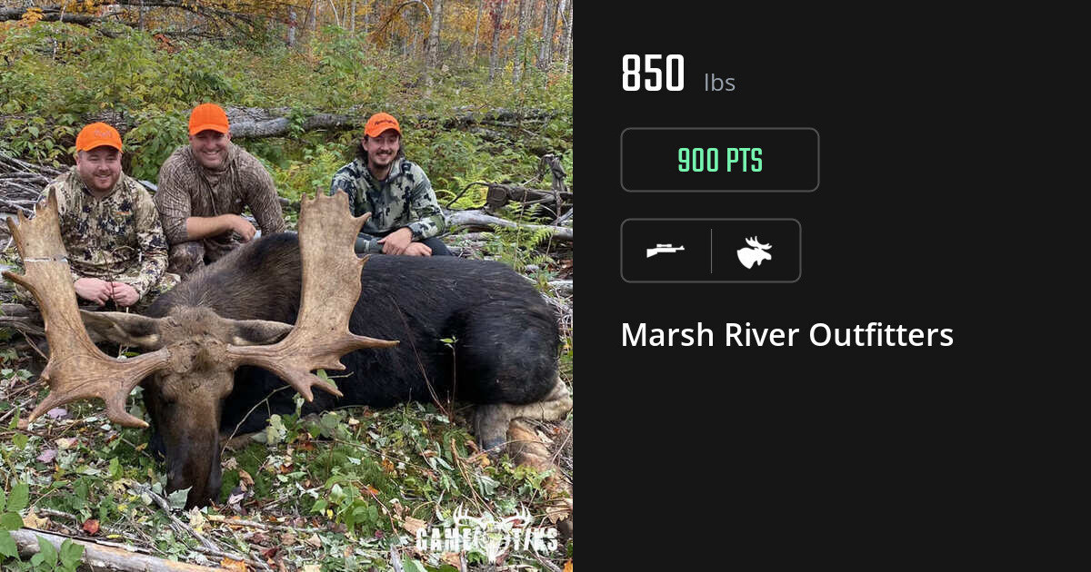 Moose harvest on Gametiks