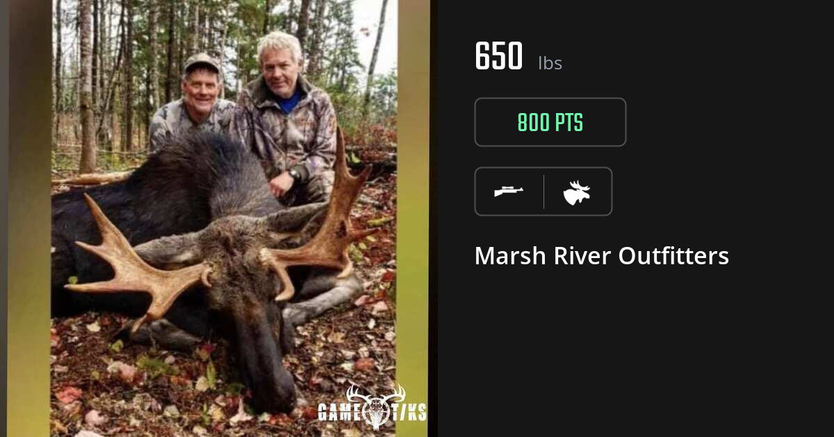 Moose harvest on Gametiks
