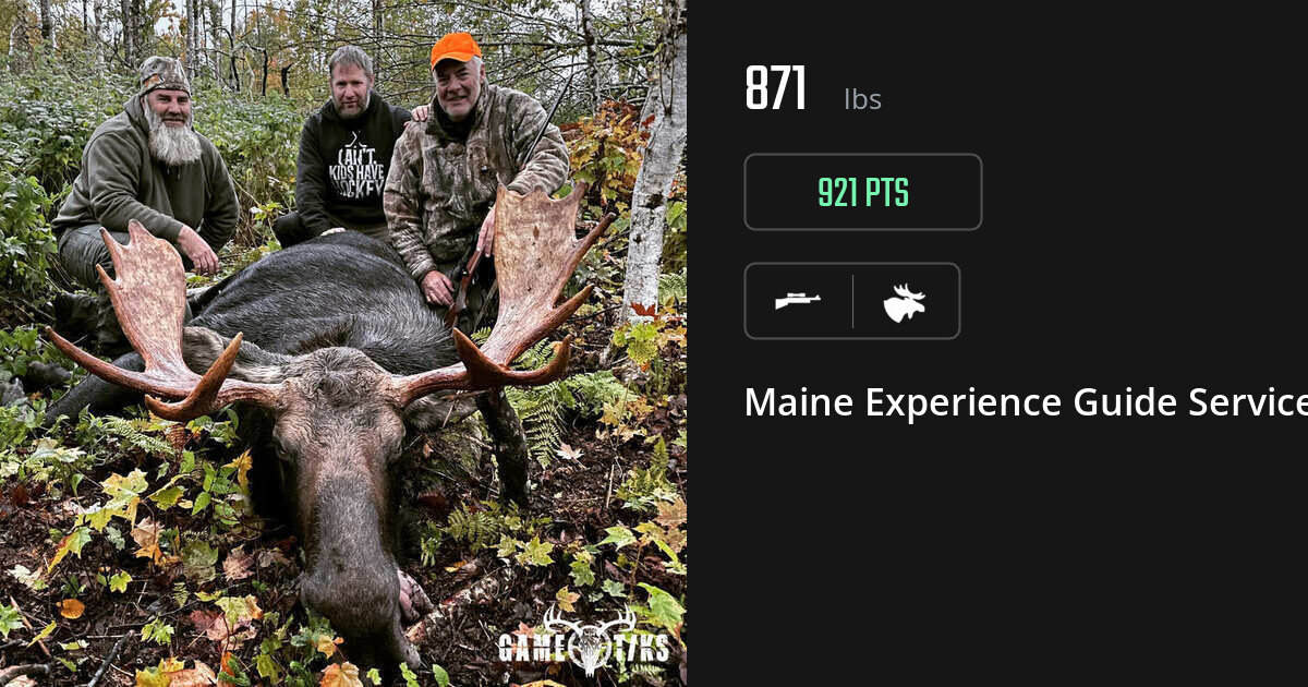 Moose harvest on Gametiks