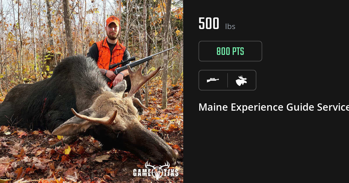 Moose harvest on Gametiks