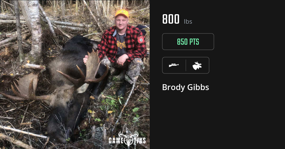 Moose harvest on Gametiks