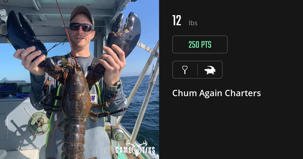 gator harvest by Chum Again Charters