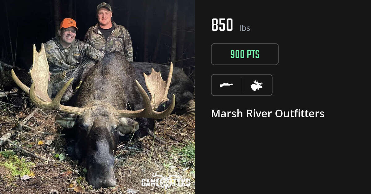 Moose harvest on Gametiks