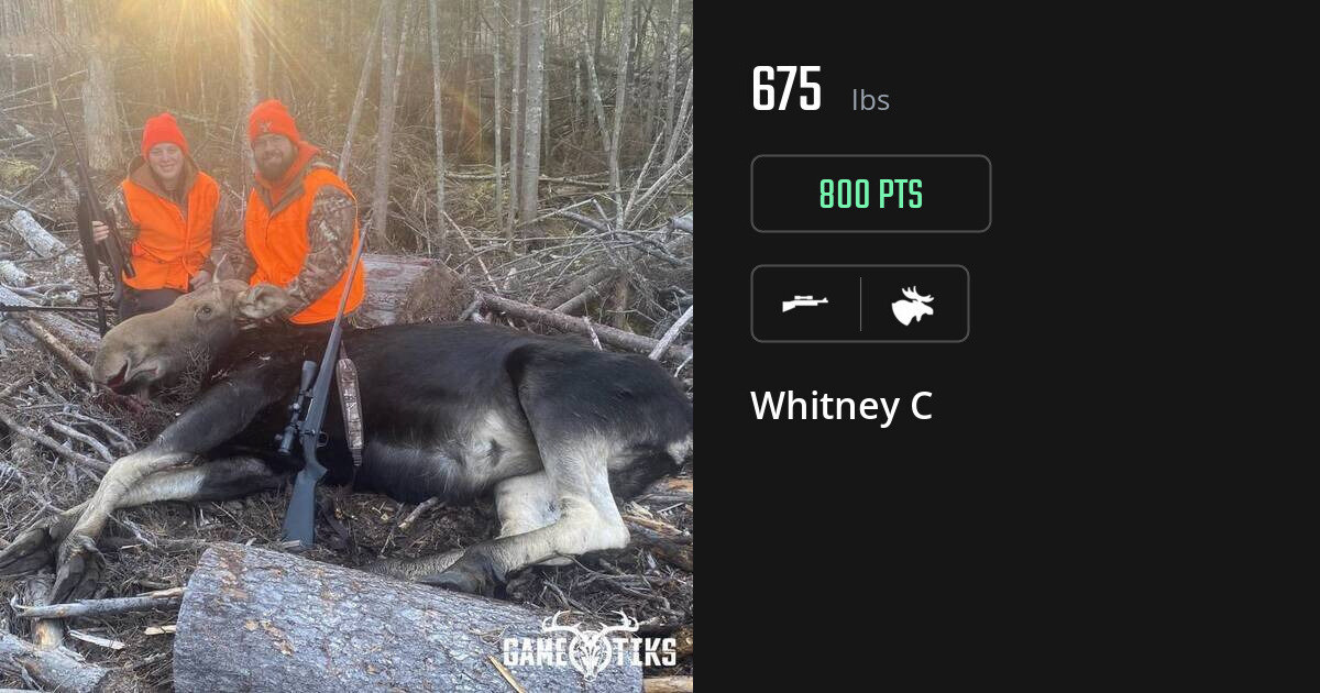 Moose harvest on Gametiks
