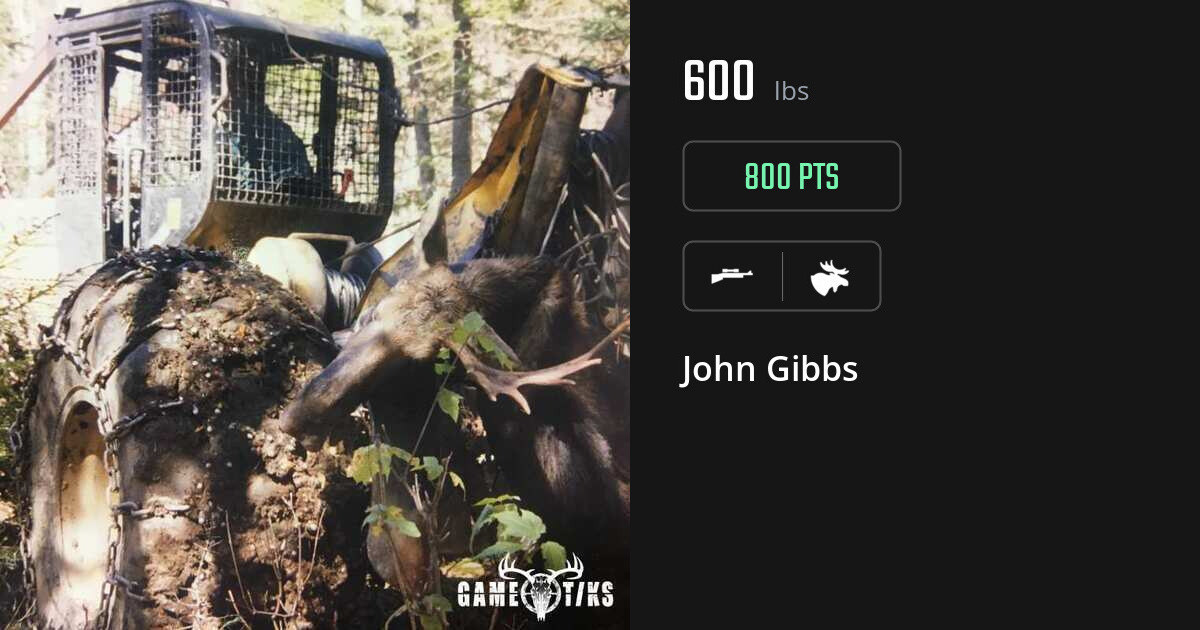 Moose harvest on Gametiks