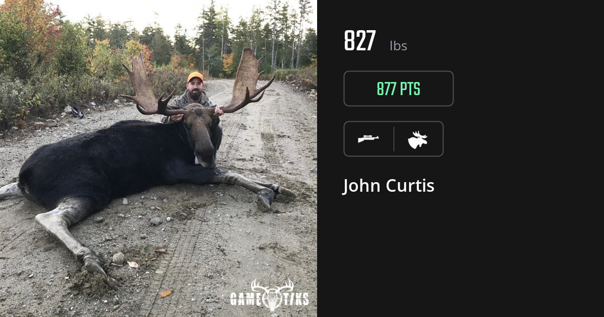 moose harvest by John Curtis