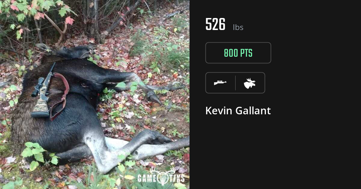 Moose harvest on Gametiks