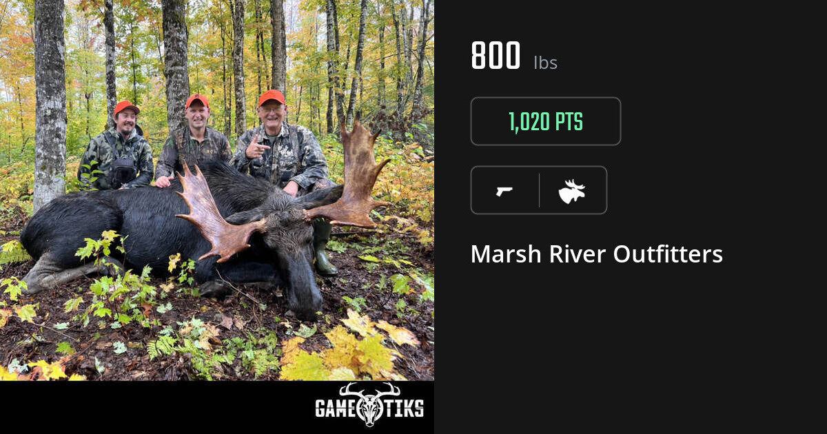 Moose harvest on Gametiks