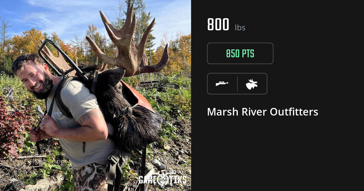 Moose harvest on Gametiks