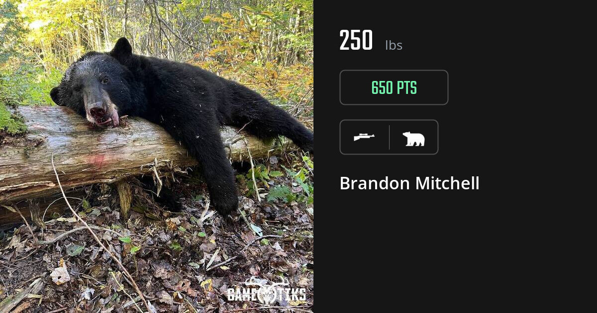 bear harvest by Brandon Mitchell