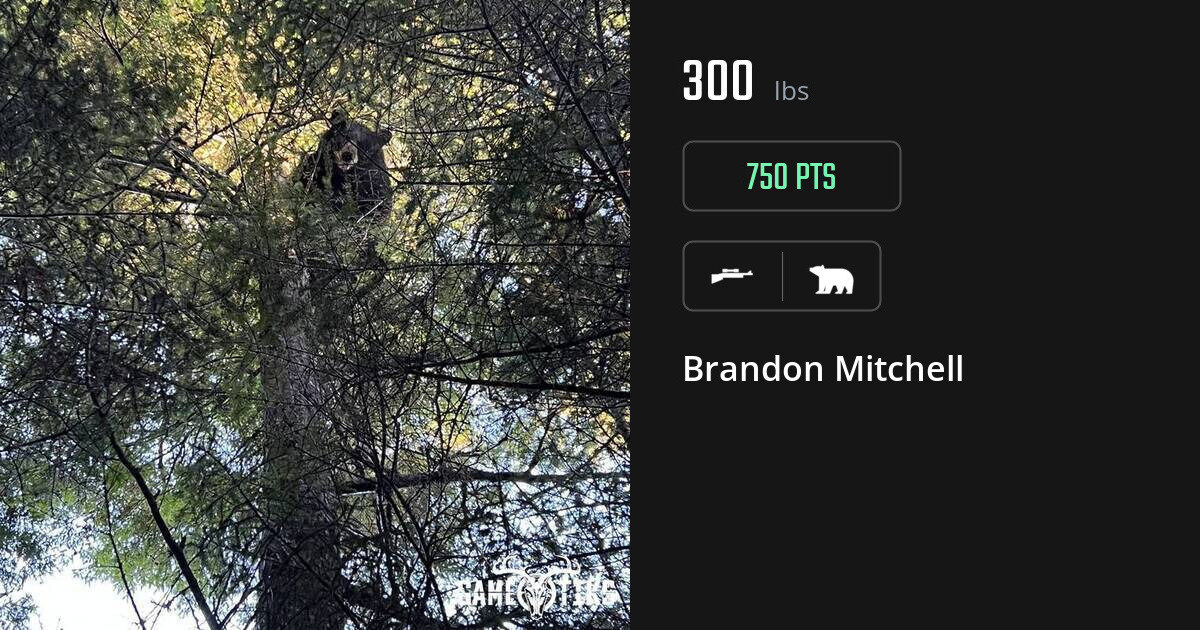bear harvest by Brandon Mitchell