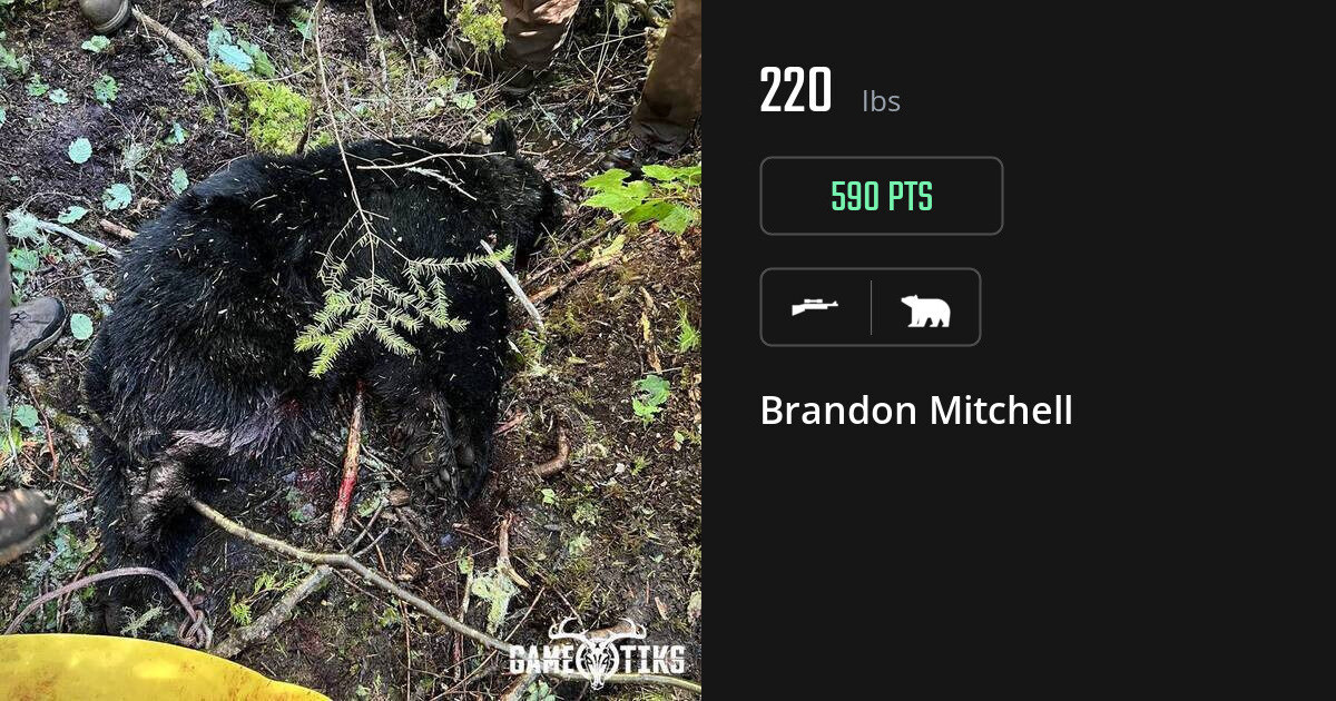 bear harvest by Brandon Mitchell